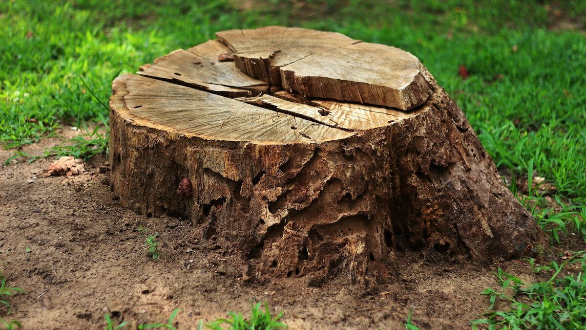 grinding tree stump
